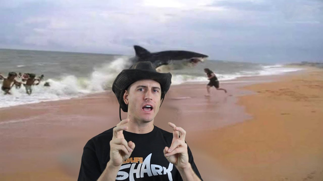 Shark Attacks of Jersey Shore YouTube
