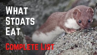 What Stoats Eat - Vicious, and Relentless Predators!