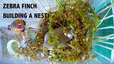 Zebra Finches Building A Nest!