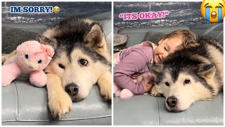 Husky Destroys Babies Favourite Teddy! But Baby Forgives Husky Straight Away!😭 [SASSIEST VIDEO!!] by milperthusky 34,534 views 2 weeks ago 4 minutes, 4 seconds
