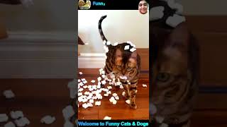 Funny Cat and Dog Videos #cat #dog #shorts #pets #funnycats #funnydogs #cute #cutecat