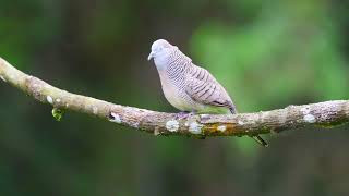 Zebra dove songs and vocalizations! (Geopelia striata) ~ WFC screenshot 5