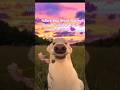 today's important lesson - oo ee aa oo ii aa || #dog #trending #trendingshorts #shorts