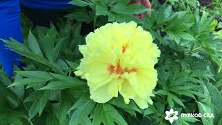 видео: Bartzella peony. Пион Барцелла картинка: Bartzella peony. Пион Барцелла