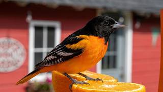 5 Hours of Stunning Baltimore Orioles: Relaxing Bird Watching in Arkansas