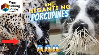 ASO KINAWAWA NG PORCUPINE | Spiked by Porcupine Quill | Leopard, Lion, Snake vs Porcupine