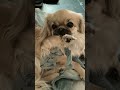 My dog edit
