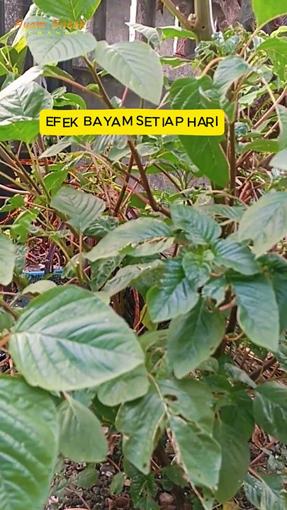 What are the side effects of eating spinach every day