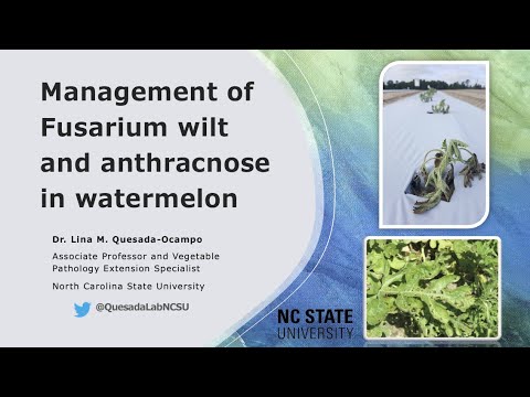 Video: Treating Watermelon Anthracnose - How To Manange Anthracnose Of Watermelon