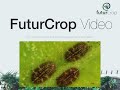 FuturCrop - Software de aviso de riesgos y control de plagas