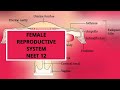 63.Diagramm of human female reproductive system