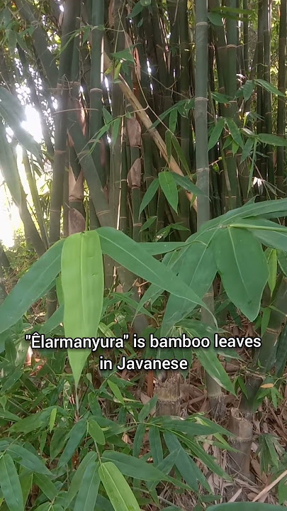 Elarmanyura Arane Godhong Pring I Daun Bambu I Bamboo Leaves in Javanese