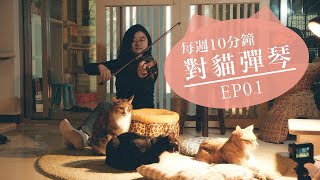 #貓 #小提琴 EP01【每週十分鐘 對貓彈琴】