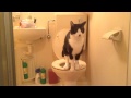 洋式トイレで用を足すネコ（う○ち注意）