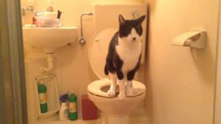 洋式トイレで用を足すネコ（う○ち注意）