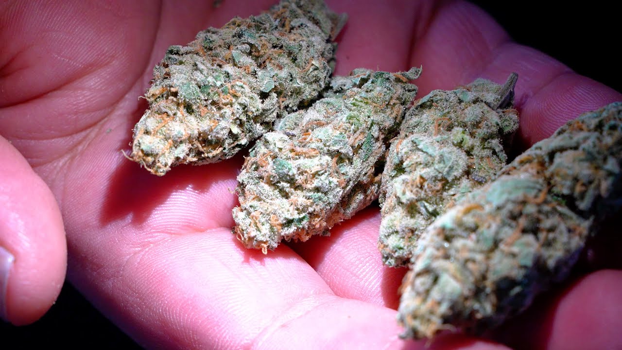 Super Lemon Haze Review in Amsterdam