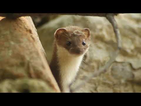 Least weasel - Mustela nivalis - დედოფალა - თელავი, შუამთა