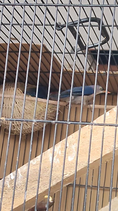 Ternak Rambatan Paruh Merah, Semoga Sukses. Aminn.. Mulai Angkut Sarang. #kicaumania #burung #birds