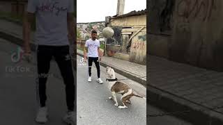 En Efsane Tik Tok Köpek Videoları Pitbull 6