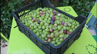Préparation Des Olives à La Provençale Préparation Des Olives à La Provençale