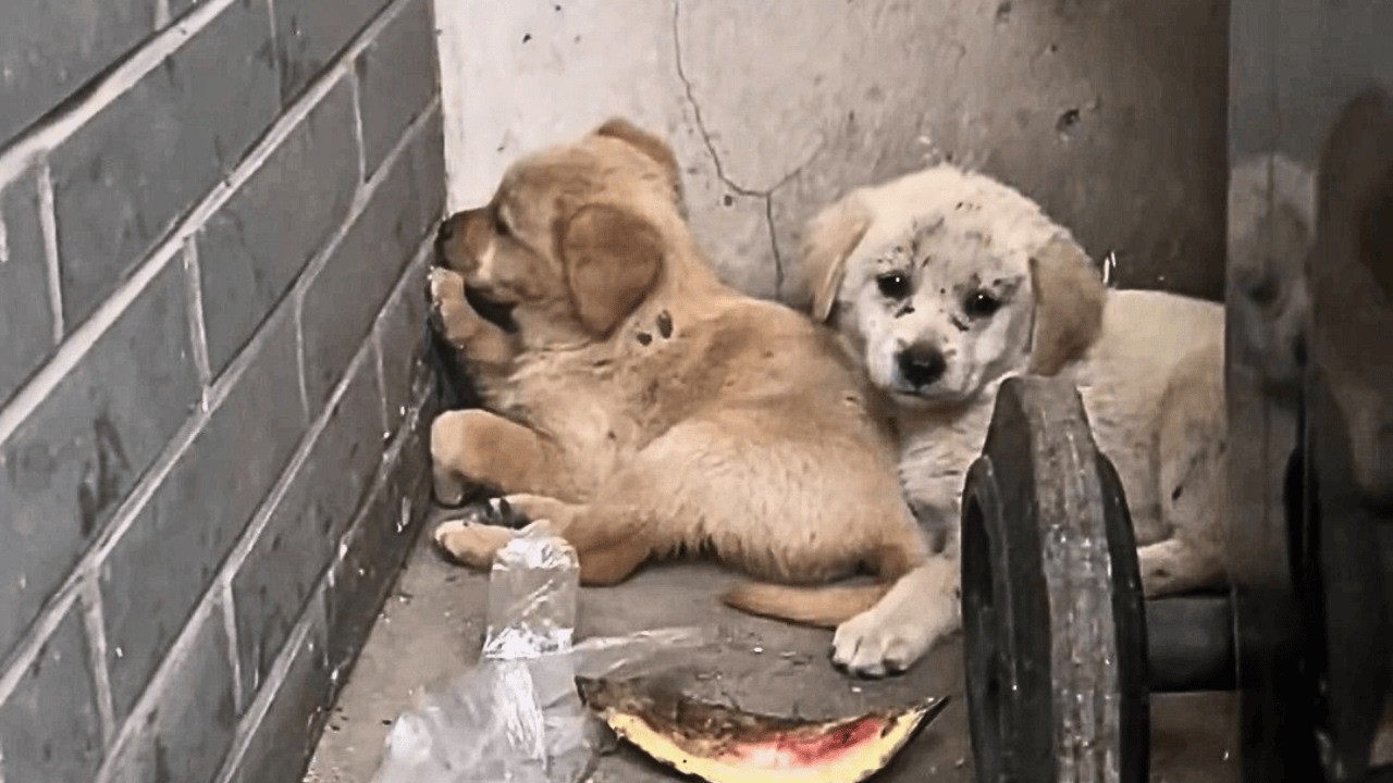 Два бездомных щенка сделали вонючий мусорный бак своим единственным убежищем от бед...