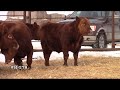 2019 Hill 70 Bull Sale Video