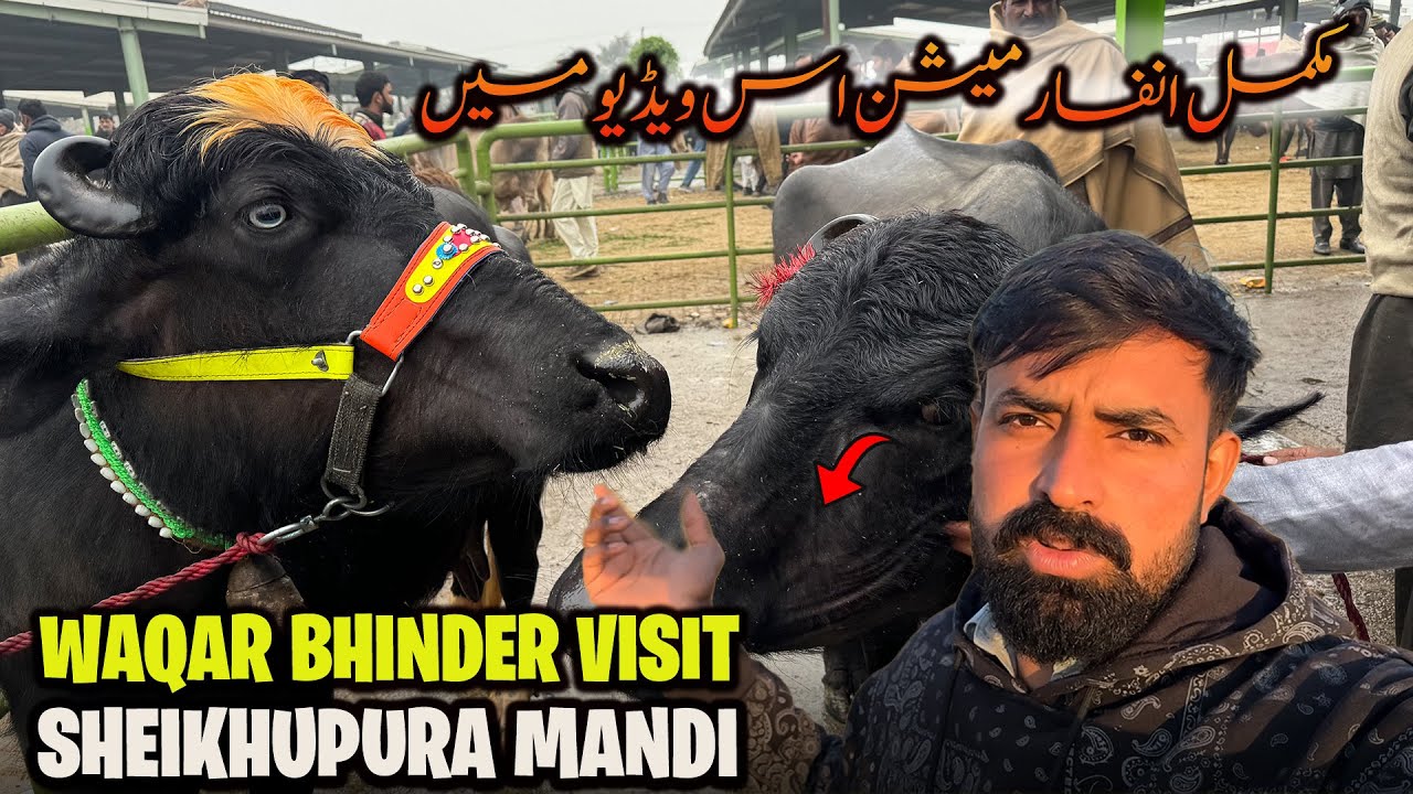 AJ WAQAR BHINDER SHEIKHUPURA MANDI GAYA | Interesting 🤔 Vlog