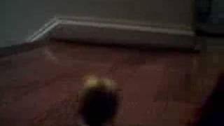 Fma The Action Figure Dance......