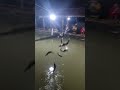 start tabur ikan lele dikolam pemancingan