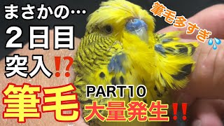 【インコ】筆毛大量発生‼️PART10 中編
