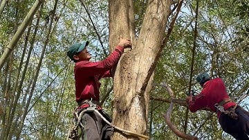 Cưa hai cây tràm bông vàng to ,Ở lương phi ,Cưa cây kỷ thuật cao