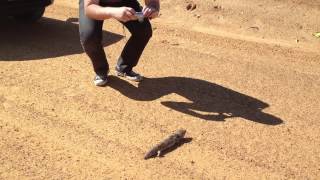 Our encounter with the shingleback lizard.MOV