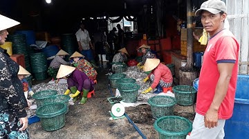 Cảng cá Vàm Láng huyện Gò Công Đông.