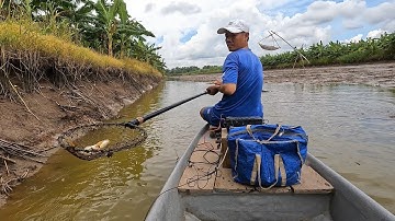 Đi kích cá lóc, rô đồng, tôm càng xanh sau 1 ngày bắt tôm CÀNG | Fishing fish | Hương Tràm U Minh