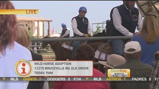 Wild Horse Adoption
