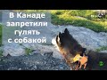 В Канаде запретили гулять с собакой / ХАСКИ БЛОГЕР / ХАСКИ / Хаски Улла / хаски видеоблогер