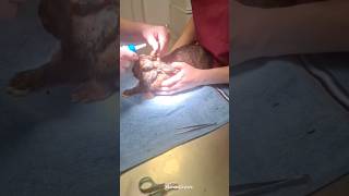 Ear cleaning rabbit at the vet in Munich Germany #shorts #pets