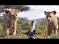 Simba and Nala Marriage Scene | THE LION KING | Movie Scene (2019)