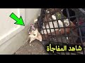 حيوانات تطلب المساعدة من البشر حيوانات تطلب المساعدة من البشر