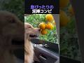 息ぴったりの泥棒コンビ