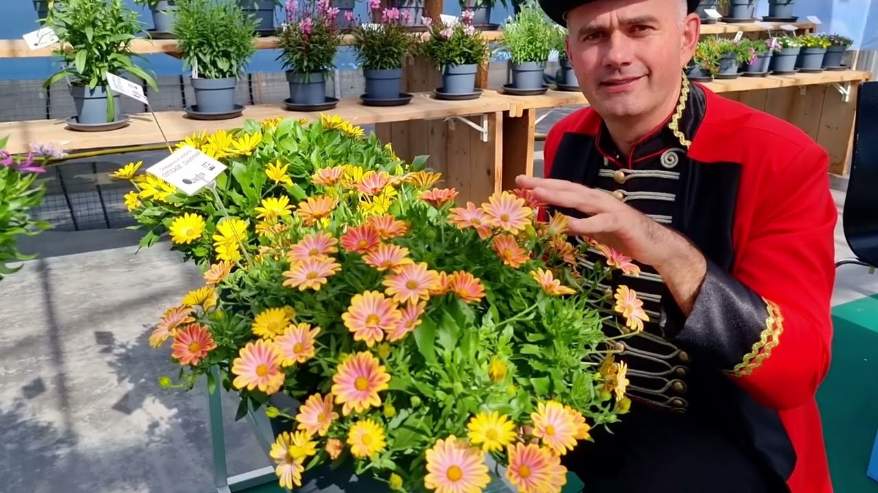 Danziger Flower Trials 2022 | Annuals & Perennials