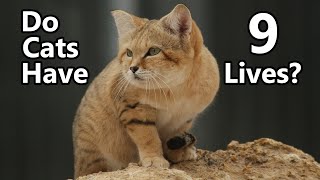 Do Cats REALLY Have 9 Lives?