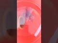 my molly fishes and their babies update 🤗🐟