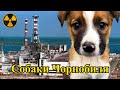 Як виживають собаки у Чорнобилі? Dogs of Chernobyl