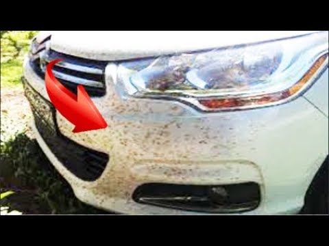 СЛЕДОВ от НАСЕКОМЫХ БОЛЬШЕ НЕ БУДЕТ ЕСЛИ СДЕЛАТЬ ТАК