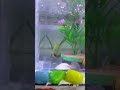 money plant and luckey bamboo plant make aquarium beautiful. #fish #bluebettafish #aquarium #ipl