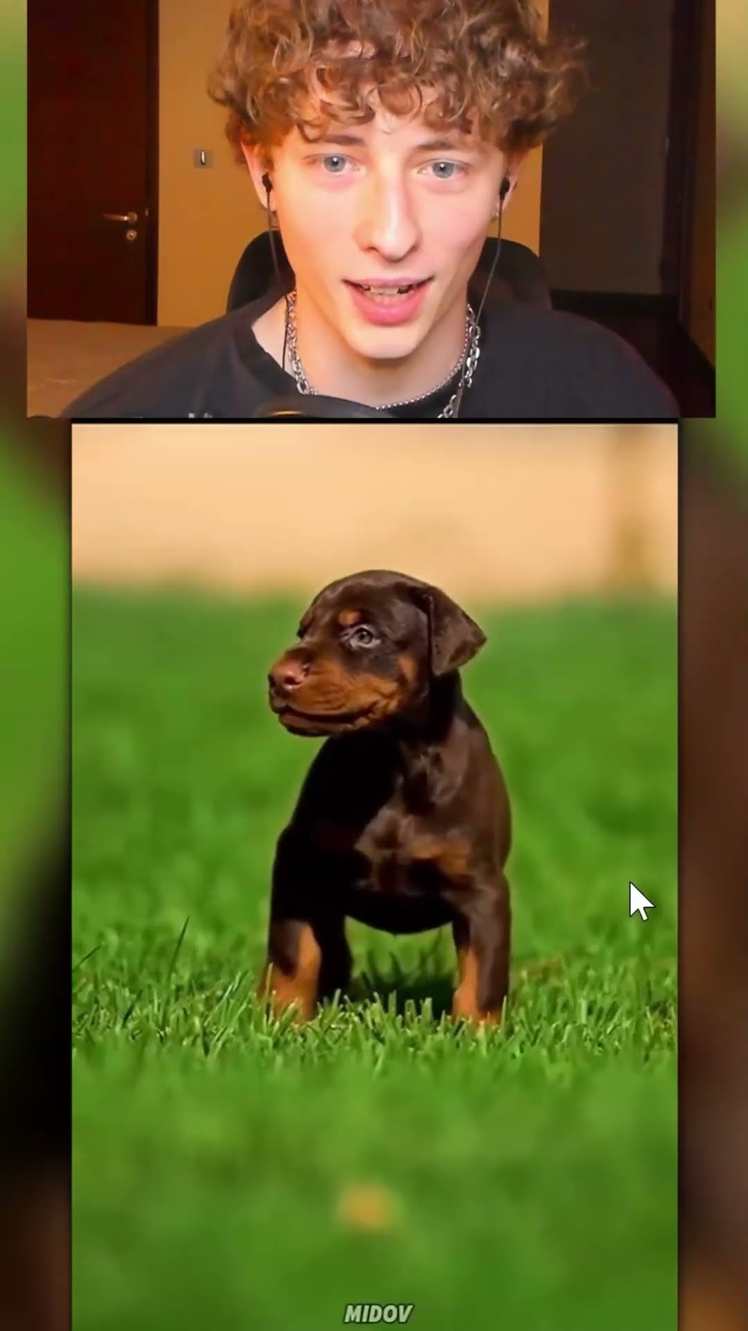 La TRANFORMACION ANIMALES ?