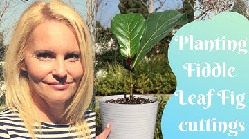FIDDLE Leaf FIG Propagation planting FICUS Lyrata TREE cuttings with MOODY BLOOMS