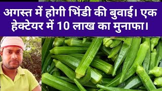 Bhindi ki kheti। भिंडी की लेट और अगेती खेती से डबल कमाई कैसे करे..।।