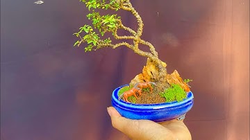 Làm tiểu cảnh bỏ túi "kim thanh mai dáng gió lùa " bonsai mini để để bàn chia sẻ anh em !!!
